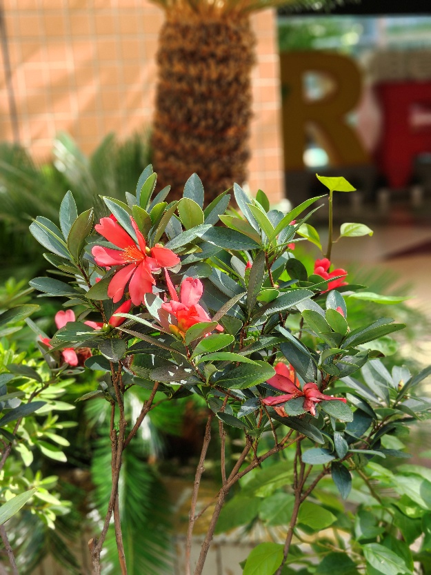 杜鹃叶山茶 植株