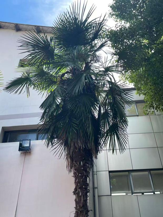 棕榈树 整株形态