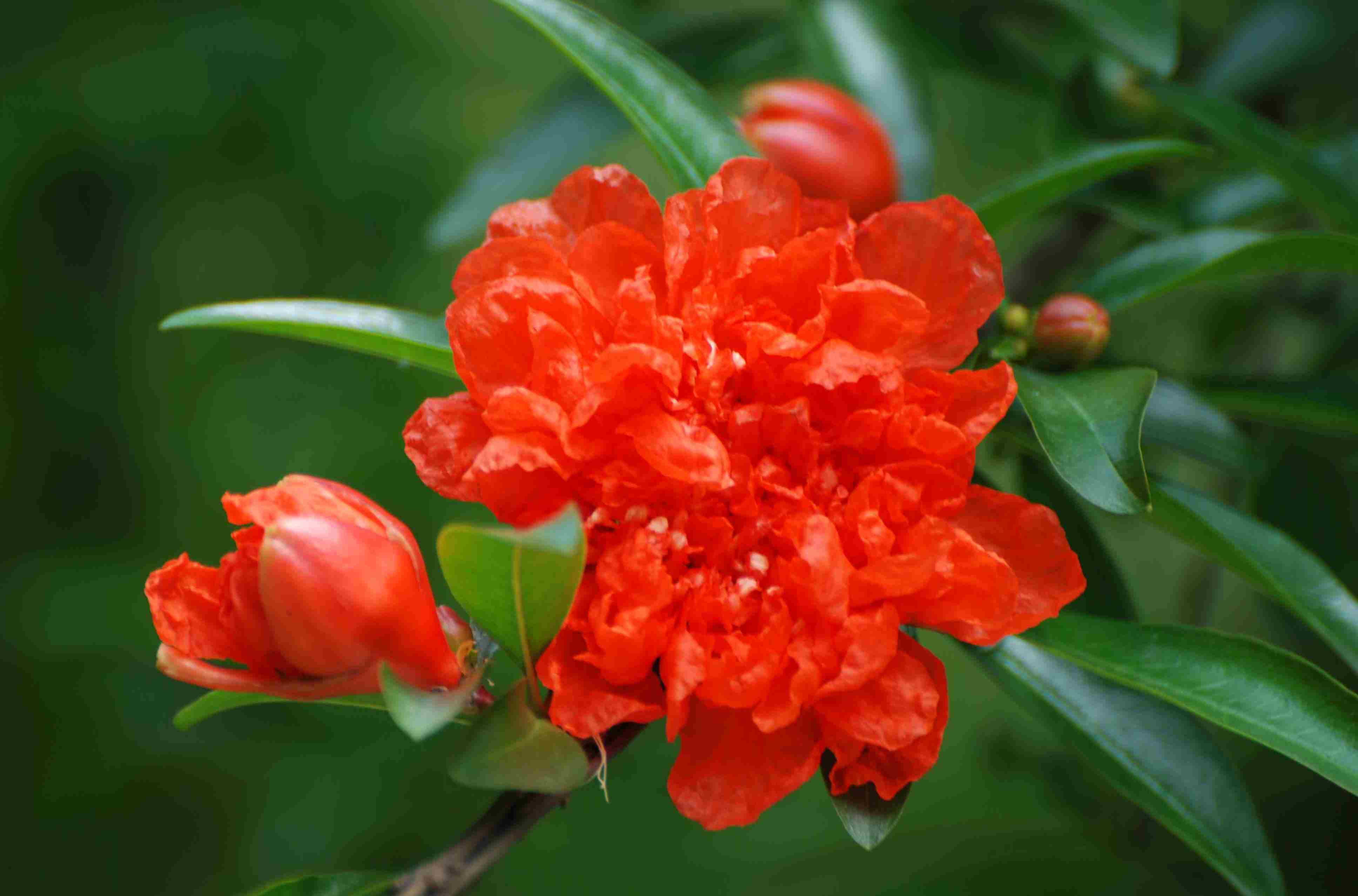 石榴花 植株景观