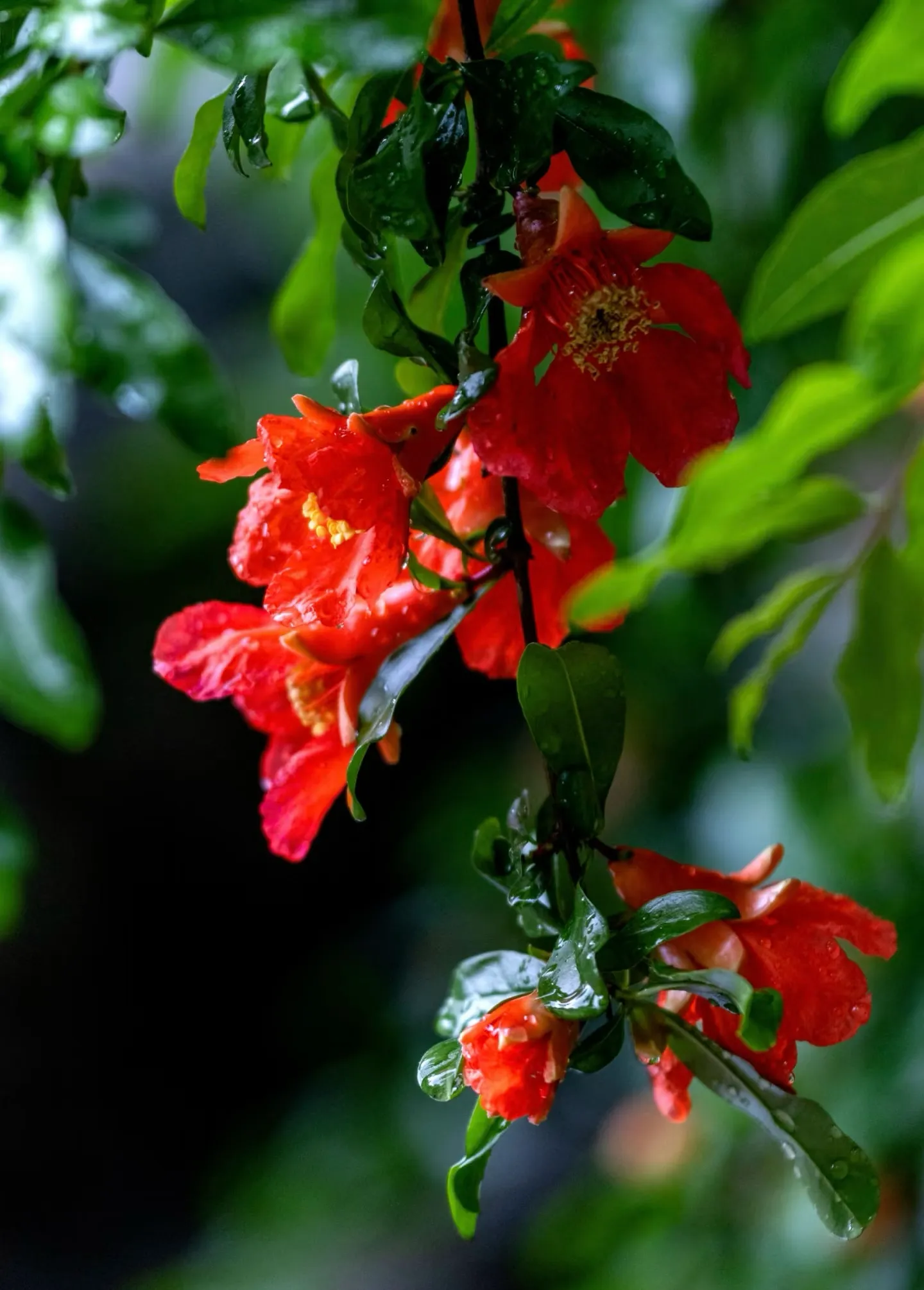 石榴花 果实
