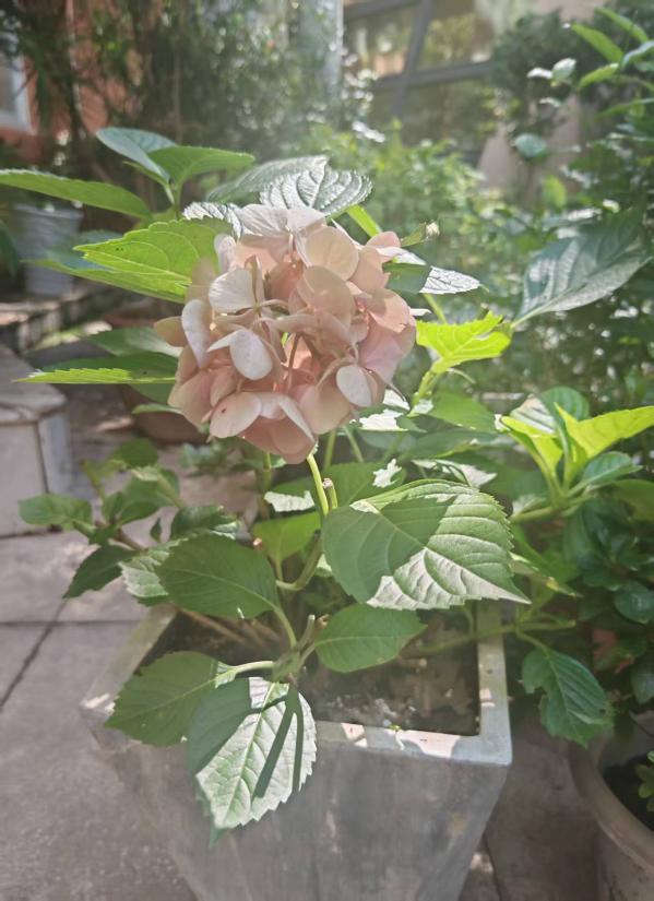 绣球花 花球特写