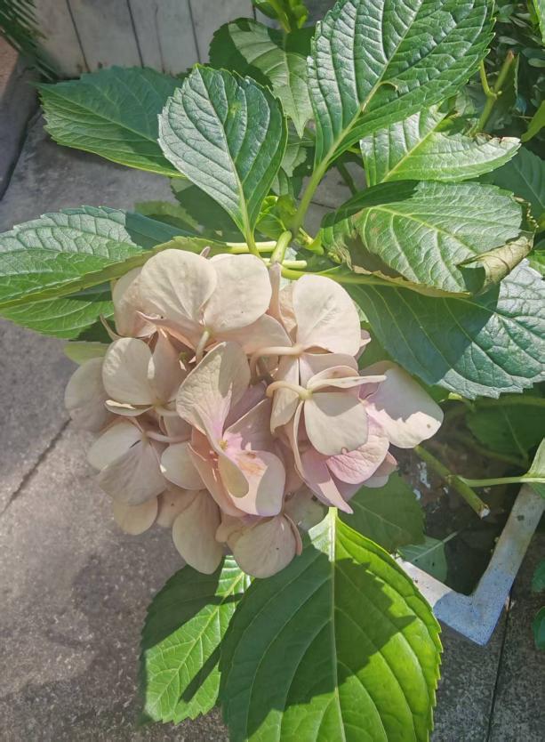 绣球花 植株景观